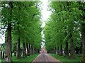 Avenue of lime trees, Carlisle Cemetery