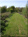 Footpath towards the woods