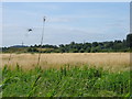 Scrubland and Kestrel