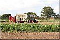 Potato harvester