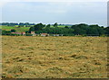 2008 : Hayfield near Upper Langridge Farm