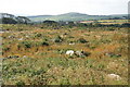 Scrubland south of Knill