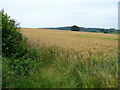 Wheat field south of King