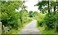 The Glen Loanin near Dromara (2)