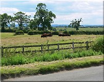 SK6222 : Farmland near Wymeswold by Mat Fascione