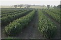 Gooseberries on Muirton farm, Alyth