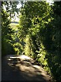 Lane near Chipley