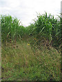 Elephant grass  (Miscanthus spec.) - a closer view