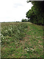 Legumes growing in the shelter of trees