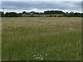 Countryside near Old Dalby