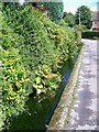 Roadside stream, Iwerne Minster