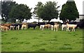 Cattle at Porterbelly