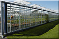 Glasshouses Cutts Lane nurseries