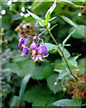 Woody nightshade (Solanum dulcamara)