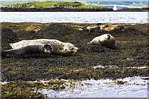 NG2449 : Seals on Dunvegan Loch, Isle Of Skye by Duncan McNaught