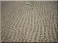 TF8745 : Sand ripple effects by Zorba the Geek