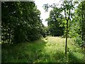 Path through Copley Wood