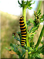 TF8545 : Cinnabar caterpillar (close-up) by Zorba the Geek