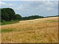 Barley, Clatford Oakcuts