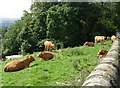 Cows may safely graze! - Stock Lane