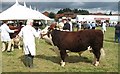 Awaiting the ring - National Hereford Show 2008