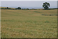 Fields at Stanley