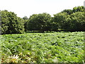 Bracken and oak trees, Richmond Park