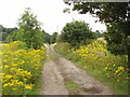 Track bordered by ragwort