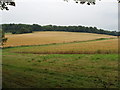 Uncultivated strip by wheat field