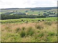 NY4678 : View over Liddesdale by Richard Webb