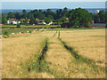 Barley, Cookham