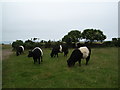 Pasture, with Ancient Cattle of Wales (Gwartheg Hynafol Cymru)...