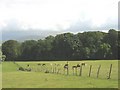 Horses at Llanidan