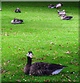 Geese, Ward Park, Bangor