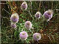 Teasel, Lindisfarne Park