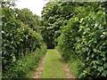 Green lane towards Porthamel forming part of the Anglesey Coastal Path