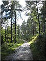 Woodland path in Idless Wood