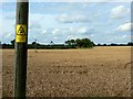 Electricity poles and a field of wheat, Griffin Barns Farm