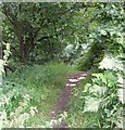 Footpath - Manchester Road