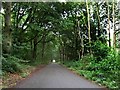 Tree tunnel