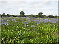 Field of agapanthus behind Ludgvan church