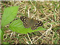 Speckled Wood butterfly (Pararge aegeria)