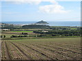 Newly planted field of cauliflower at Ludgvan Churchtown