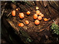 NS3781 : A slime mould - Lycogala terrestre by Lairich Rig