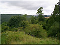 Rumsdale Plantation and Douthwaite Dale