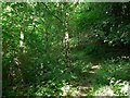 Footpath through South Wood