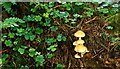 J3232 : Fungus, Moneyscalp Wood near Bryansford (2) by Albert Bridge