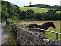 Horse, Sandy Park