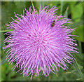 Spear thistle - Cirsium vulgare