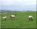 Grazing east of Penuwch, Ceredigion